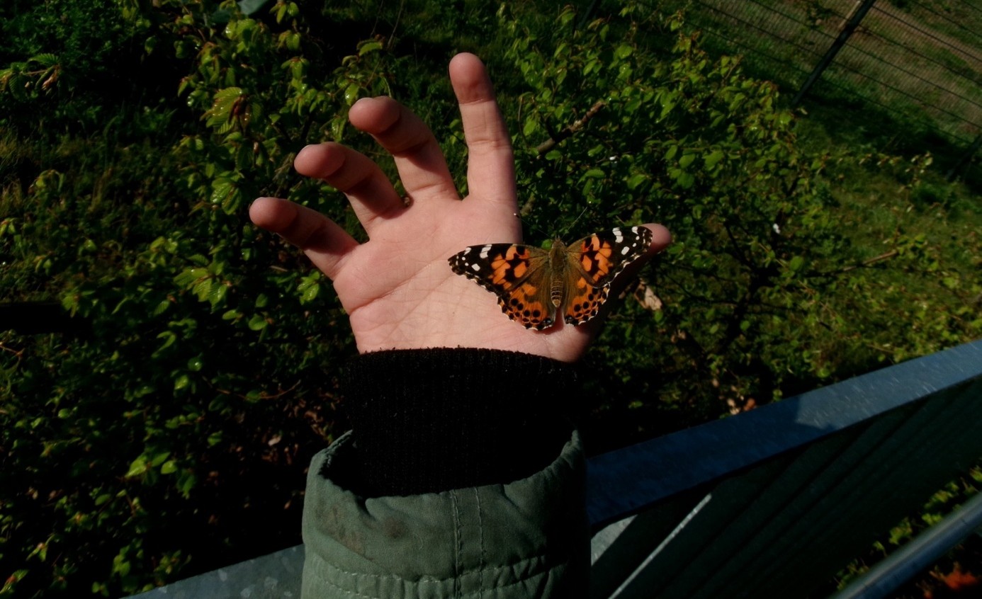 Vom Ei zum Schmetterling - unser Distelfalter-Projekt